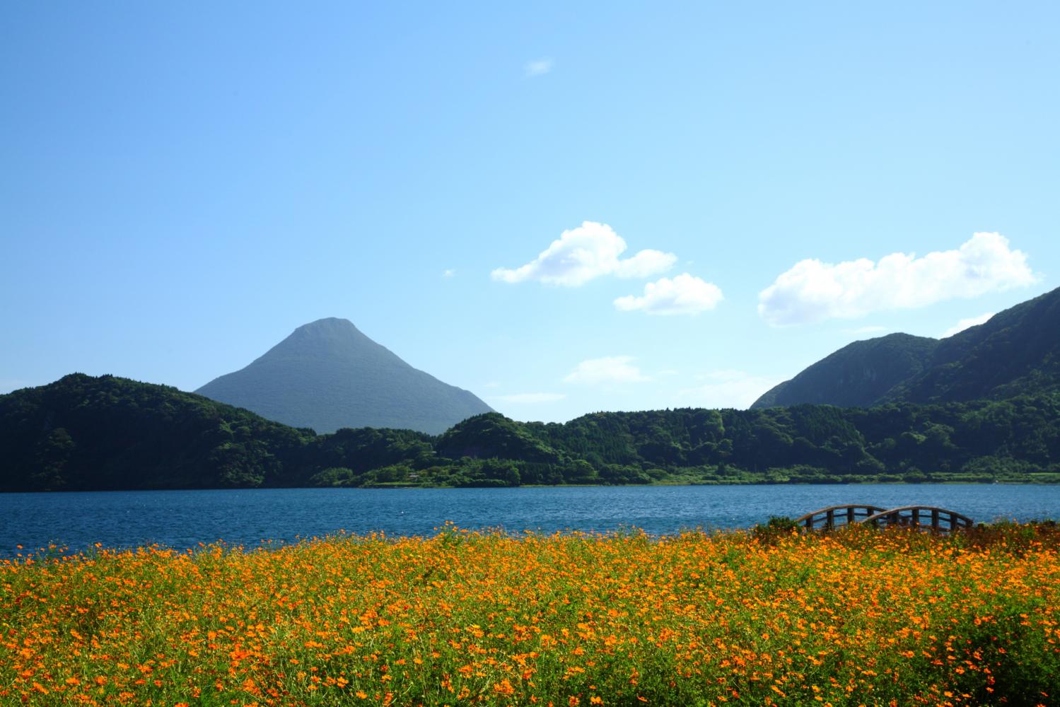 Oranssi kukkapelto jonka takana näkyy Ikeda-järvi ja taustalla Kaimondake-tulivuori